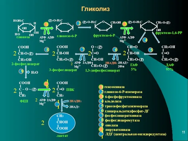 Гликолиз 2 2 2 2 2 2 2 2 2