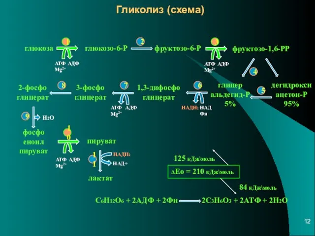 Гликолиз (схема) глюкоза