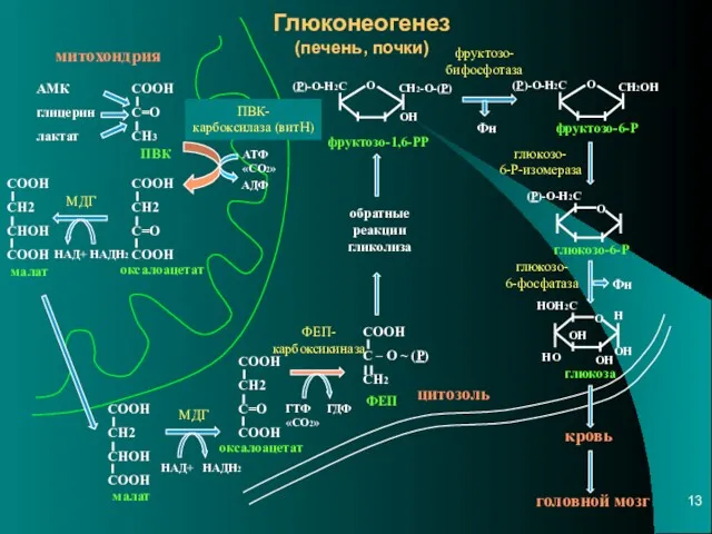 Глюконеогенез (печень, почки) митохондрия цитозоль