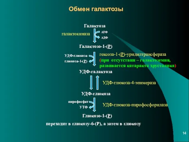 Обмен галактозы Галактоза галактокиназа АДФ АТФ Галактозо-1-(Р) УДФ-галактоза глюкоза-1-(Р) УДФ-глюкоза