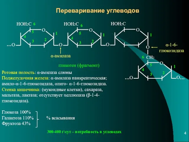 Переваривание углеводов О О НОН2С О О НОН2С О О