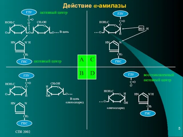 СПб 2002 Действие α-амилазы А C B D