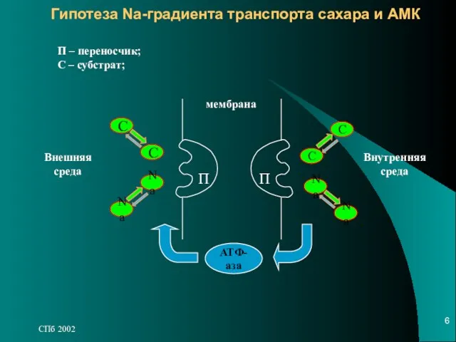 СПб 2002 Гипотеза Na-градиента транспорта сахара и АМК С Na