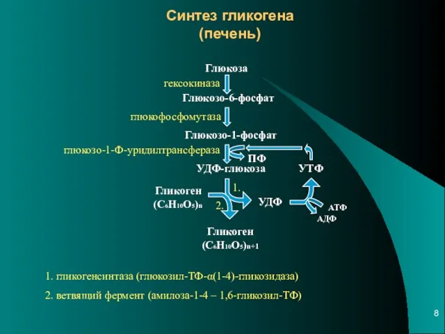 Синтез гликогена (печень) Глюкоза Глюкозо-6-фосфат Глюкозо-1-фосфат УДФ-глюкоза УДФ УТФ Гликоген