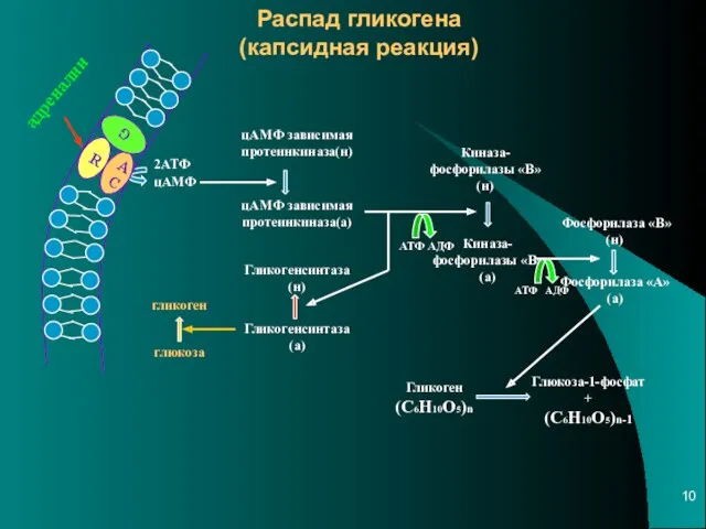 Распад гликогена (капсидная реакция) R AC G 2АТФ цАМФ цАМФ