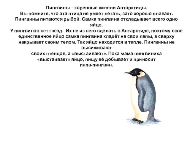 Пингвины – коренные жители Антарктиды. Вы помните, что эта птица