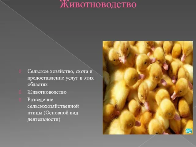 Животноводство Сельское хозяйство, охота и предоставление услуг в этих областях