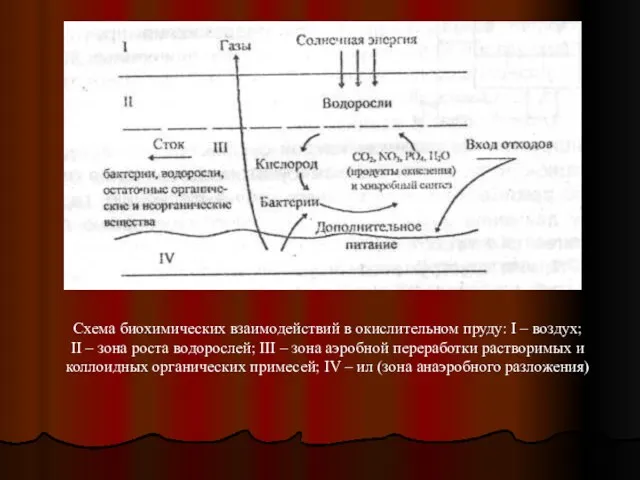 Схема биохимических взаимодействий в окислительном пруду: I – воздух; II