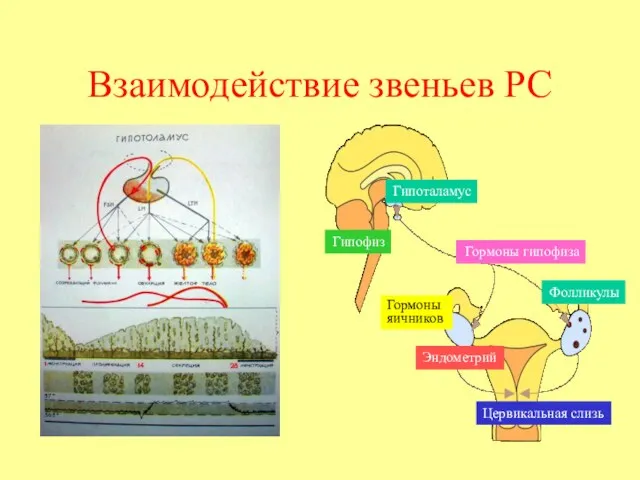 Взаимодействие звеньев РС Гипоталамус Гипофиз Гормоны гипофиза Фолликулы Эндометрий Цервикальная слизь Гормоны яичников