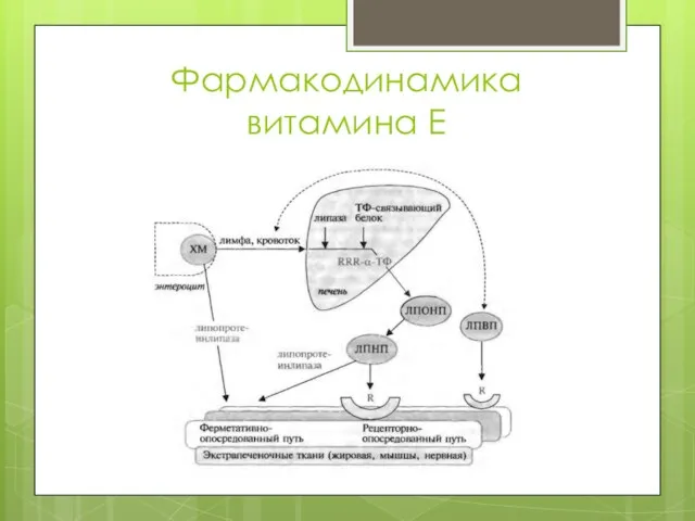 Фармакодинамика витамина Е