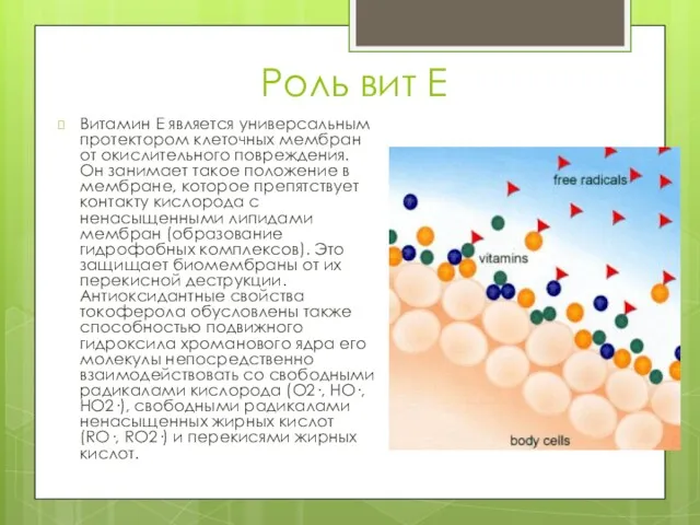 Роль вит Е Витамин Е является универсальным протектором клеточных мембран