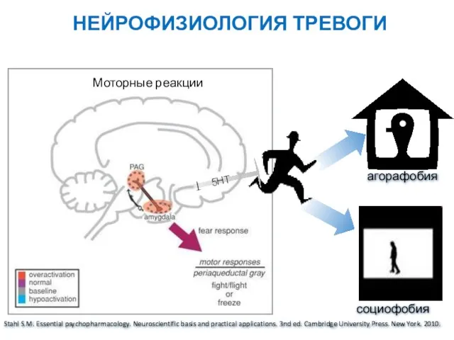 НЕЙРОФИЗИОЛОГИЯ ТРЕВОГИ 5HT агорафобия социофобия Stahl S.M. Essential psychopharmacology. Neuroscientific