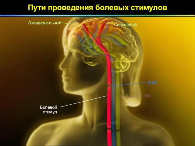 Пути проведения болевых стимулов Сенсорный Эмоциональный Болевой стимул NA 5-HT