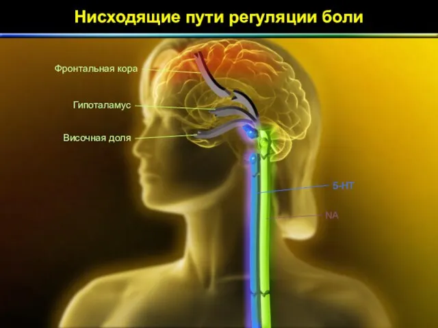 Нисходящие пути регуляции боли NA 5-HT Фронтальная кора Гипоталамус Височная доля