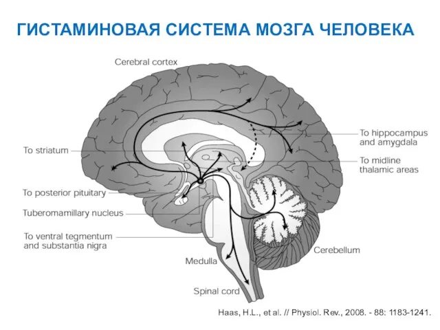 Haas, H.L., et al. // Physiol. Rev., 2008. - 88: 1183-1241. ГИСТАМИНОВАЯ СИСТЕМА МОЗГА ЧЕЛОВЕКА