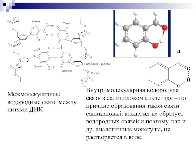 Межмолекулярные водородные связи между нитями ДНК Внутримолекулярная водородная связь в