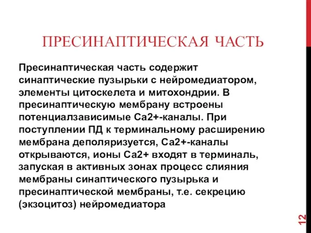 ПРЕСИНАПТИЧЕСКАЯ ЧАСТЬ Пресинаптическая часть содержит синаптические пузырьки с нейромедиатором, элементы