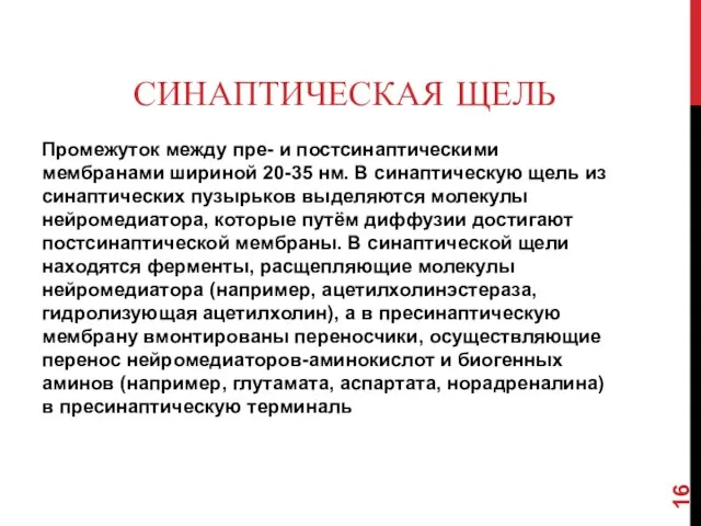 СИНАПТИЧЕСКАЯ ЩЕЛЬ Промежуток между пре- и постсинаптическими мембранами шириной 20-35