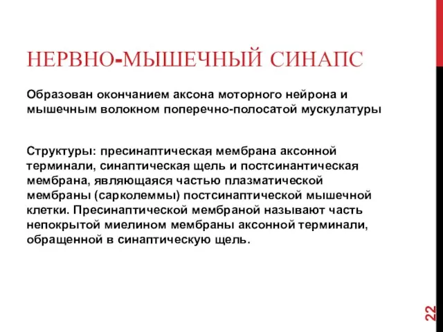 НЕРВНО-МЫШЕЧНЫЙ СИНАПС Образован окончанием аксона моторного нейрона и мышечным волокном