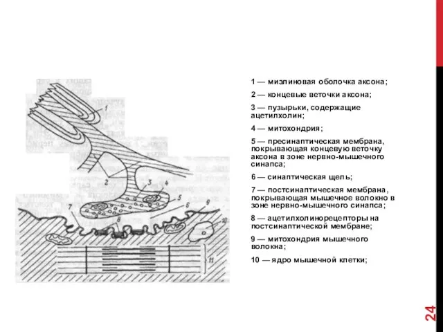 1 — миэлиновая оболочка аксона; 2 — концевые веточки аксона;