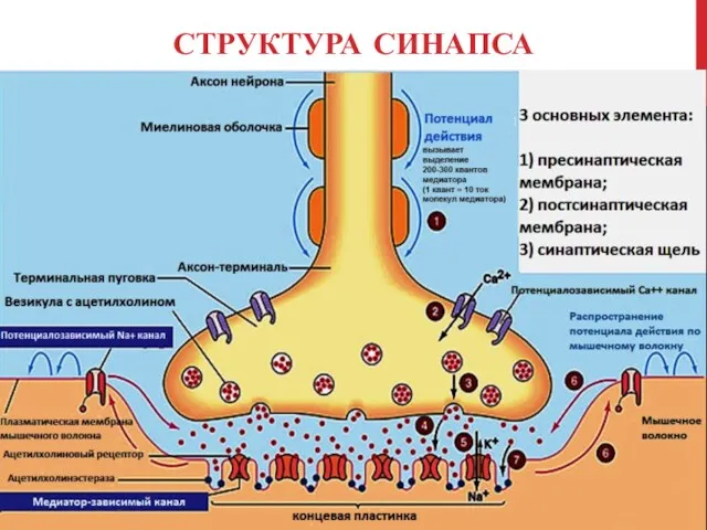 СТРУКТУРА СИНАПСА