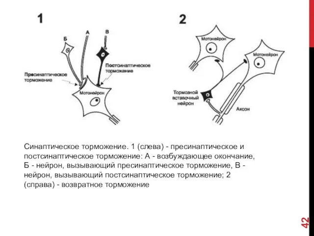 Синаптическое торможение. 1 (слева) - пресинаптическое и постсинаптическое торможение: А