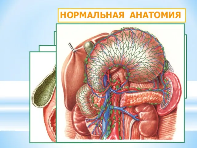 НОРМАЛЬНАЯ АНАТОМИЯ