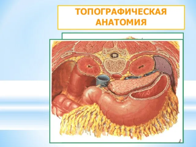 ТОПОГРАФИЧЕСКАЯ АНАТОМИЯ