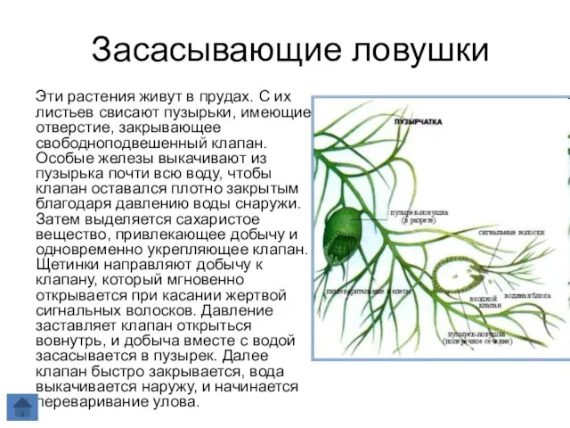 Засасывающие ловушки Эти растения живут в прудах. С их листьев