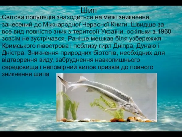 Шип Світова популяція знаходиться на межі зникнення, занесений до Міжнародної