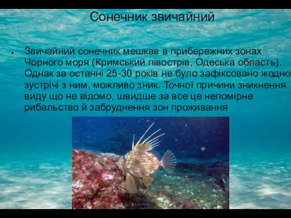 Сонечник звичайний Звичайний сонечник мешкав в прибережних зонах Чорного моря