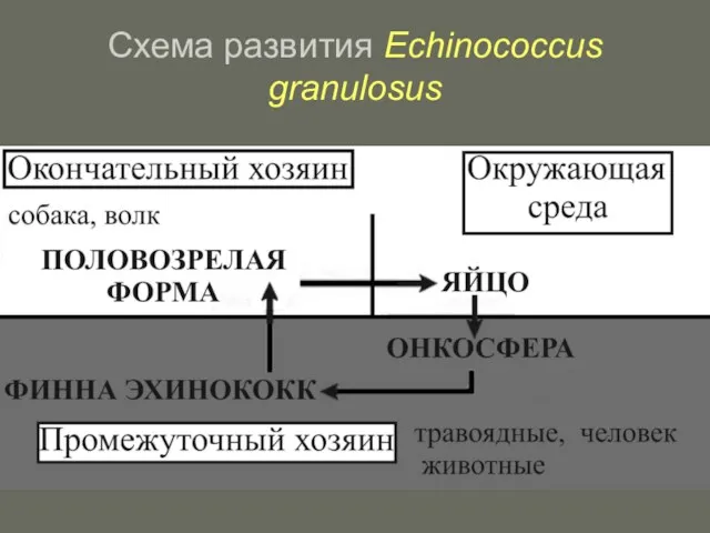 Схема развития Echinococcus granulosus
