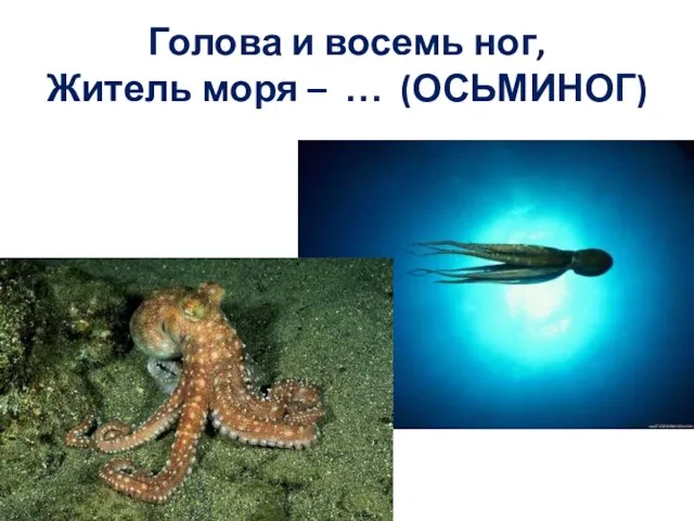 Голова и восемь ног, Житель моря – … (ОСЬМИНОГ)