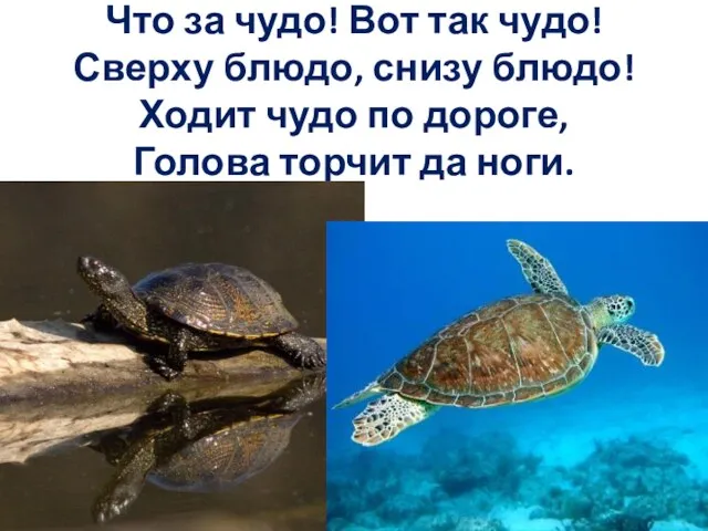 Что за чудо! Вот так чудо! Сверху блюдо, снизу блюдо!