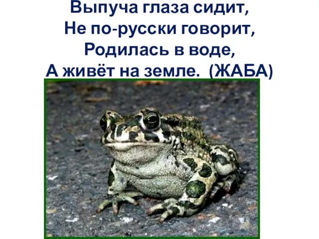 Выпуча глаза сидит, Не по-русски говорит, Родилась в воде, А живёт на земле. (ЖАБА)