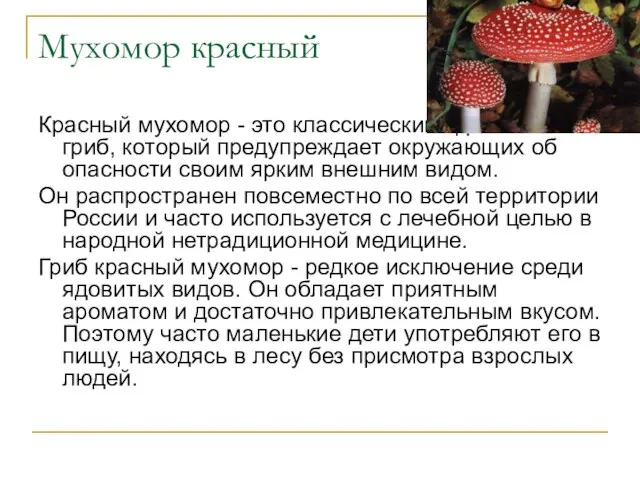 Мухомор красный Красный мухомор - это классический ядовитый гриб, который предупреждает окружающих об
