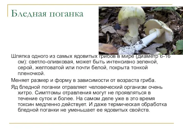 Бледная поганка Шляпка одного из самых ядовитых грибов в мире (диаметр 6-16 см):