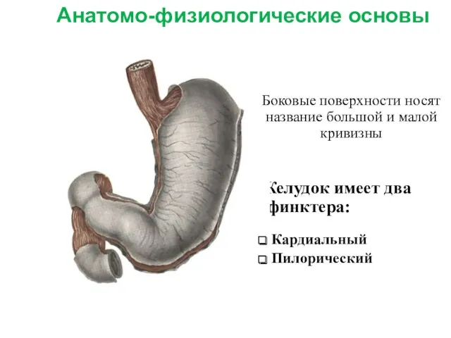 Анатомо-физиологические основы Желудок имеет два сфинктера: Кардиальный Пилорический Боковые поверхности носят название большой и малой кривизны