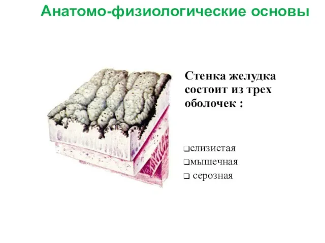 Анатомо-физиологические основы Стенка желудка состоит из трех оболочек : слизистая мышечная серозная
