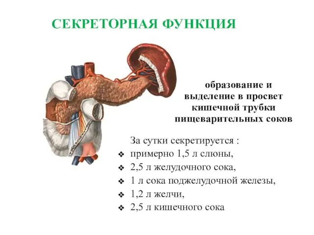 СЕКРЕТОРНАЯ ФУНКЦИЯ образование и выделение в просвет кишечной трубки пищеварительных