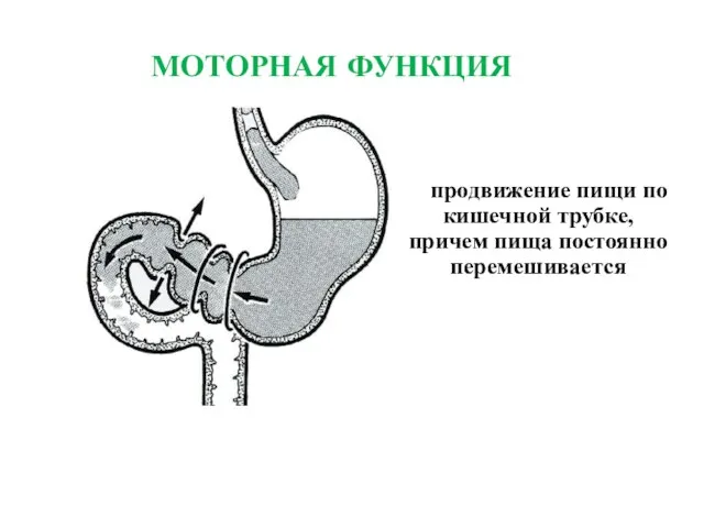 МОТОРНАЯ ФУНКЦИЯ продвижение пищи по кишечной трубке, причем пища постоянно перемешивается