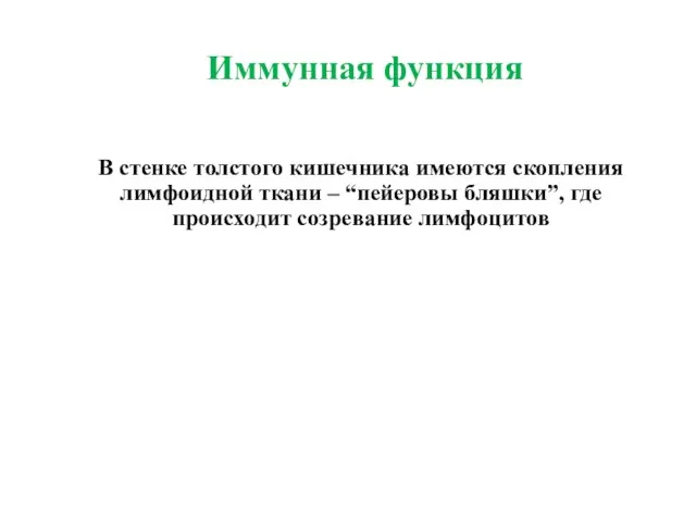 Иммунная функция В стенке толстого кишечника имеются скопления лимфоидной ткани