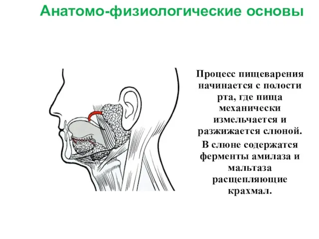 Анатомо-физиологические основы Процесс пищеварения начинается с полости рта, где пища