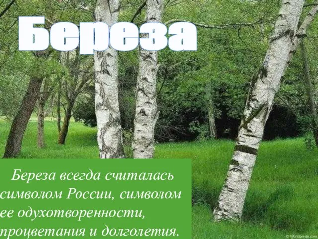 Береза Береза всегда считалась символом России, символом ее одухотворенности, процветания и долголетия.