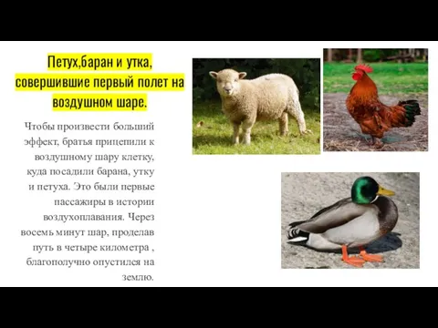 Петух,баран и утка, совершившие первый полет на воздушном шаре. Чтобы