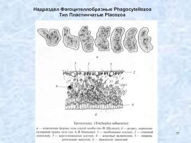 Надраздел Фагоцителлобразные Phagocytellozoa Тип Пластинчатые Placozoa