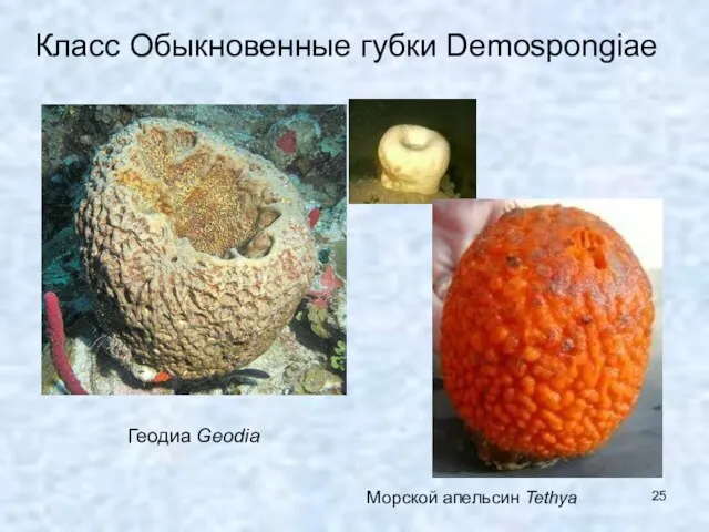 Класс Обыкновенные губки Demospongiae Геодиа Geodia Морской апельсин Tethya