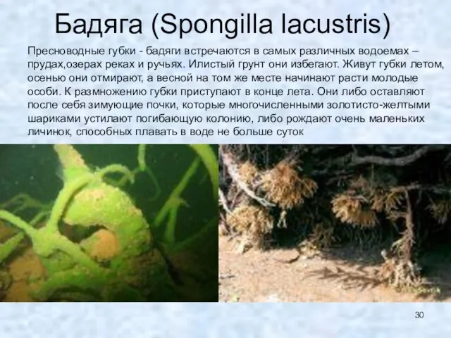 Бадяга (Spongilla lacustris) Пресноводные губки - бадяги встречаются в самых