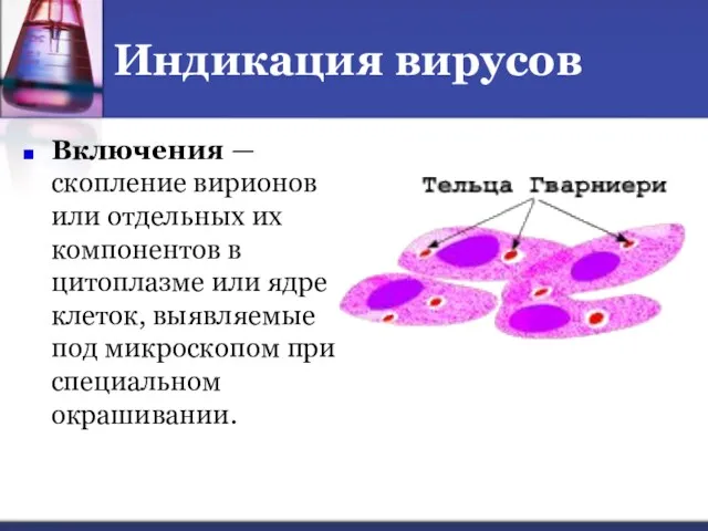 Индикация вирусов Включения — скопление вирионов или отдельных их компонентов в цитоплазме или