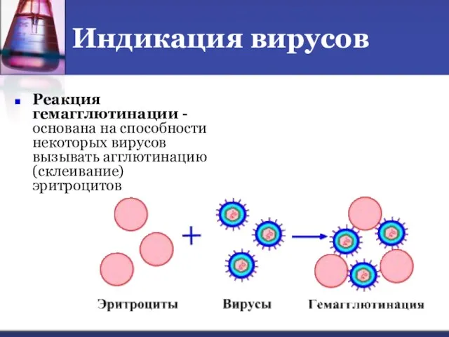 Индикация вирусов Реакция гемагглютинации - основана на способности некоторых вирусов вызывать агглютинацию (склеивание) эритроцитов